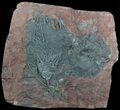 Moroccan Crinoid (Scyphocrinites) Plate #45865-1